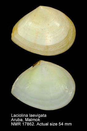Laciolina laevigata.jpg - Laciolina laevigata(Linnaeus,1758)
